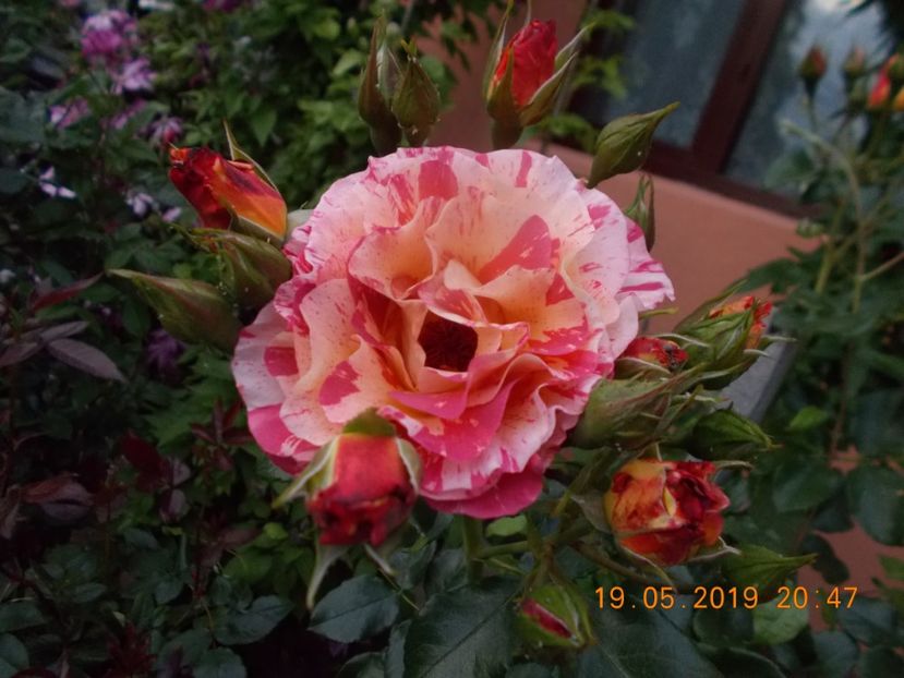  - Trandafiri 2019