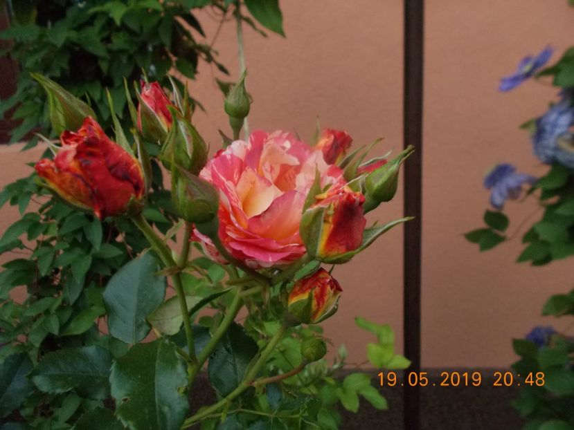  - Trandafiri 2019