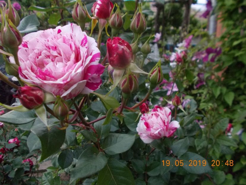  - Trandafiri 2019