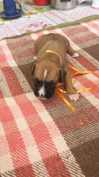 portocaliu1 - Catei boxer german