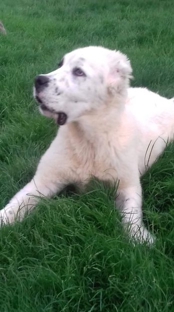 received_533471880391273 - Paza