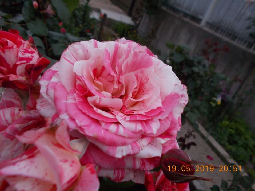  - Trandafiri 2019