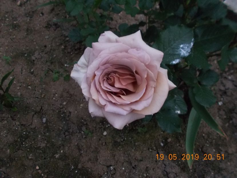 koko loko - Trandafiri 2019