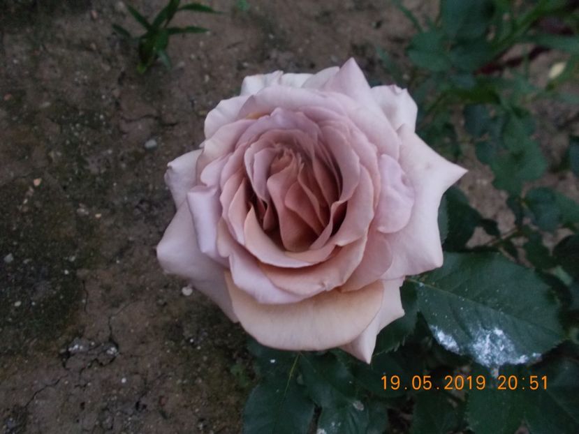  - Trandafiri 2019
