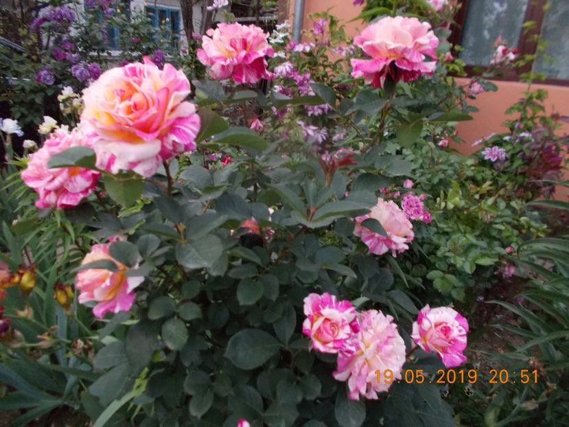  - Trandafiri 2019