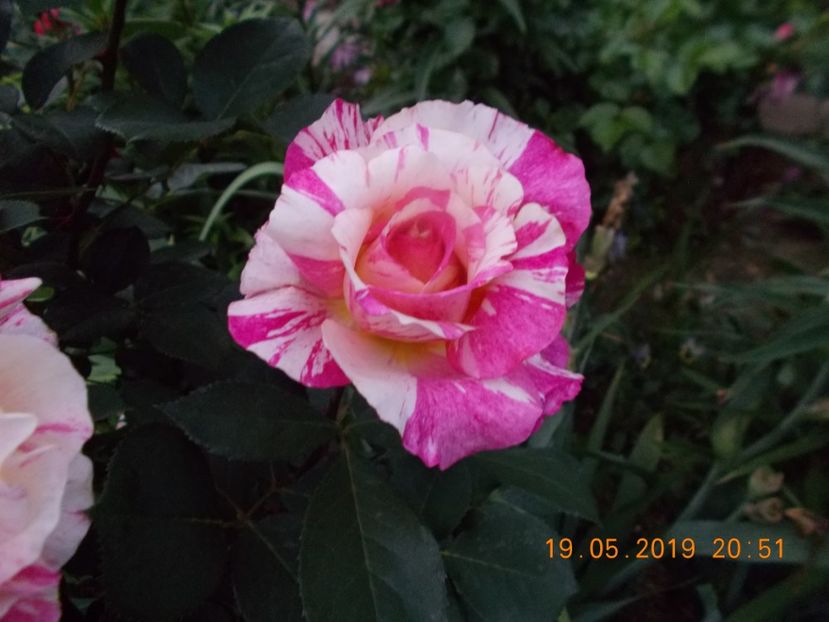  - Trandafiri 2019