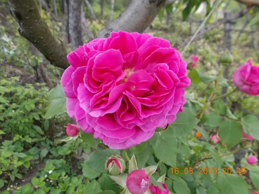  - Trandafiri 2019