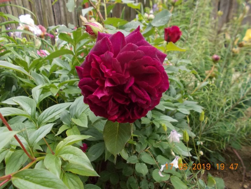  - Trandafiri 2019