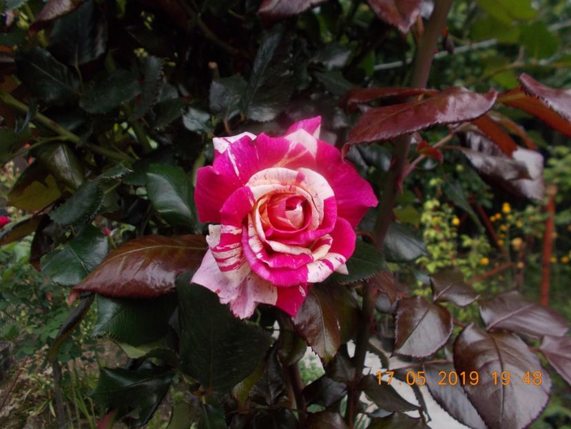  - Trandafiri 2019