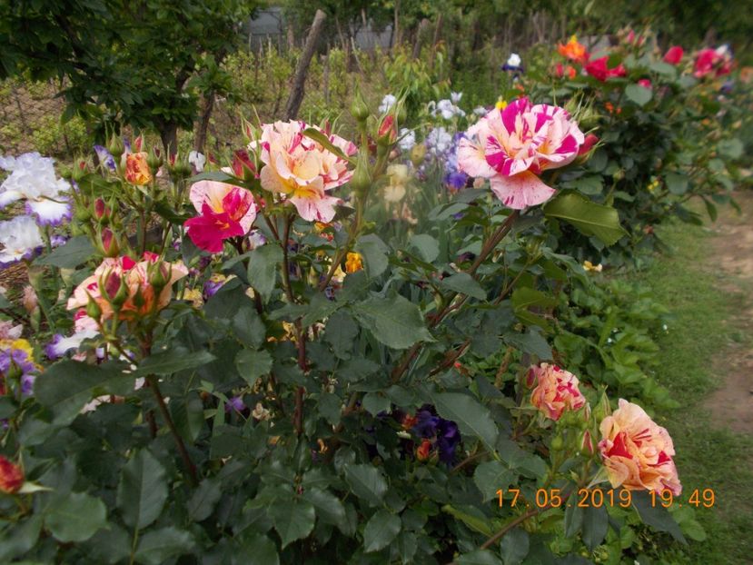  - Trandafiri 2019