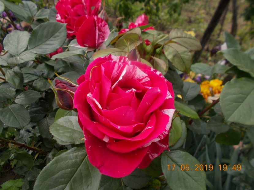  - Trandafiri 2019