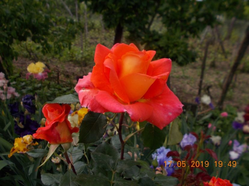 - Trandafiri 2019