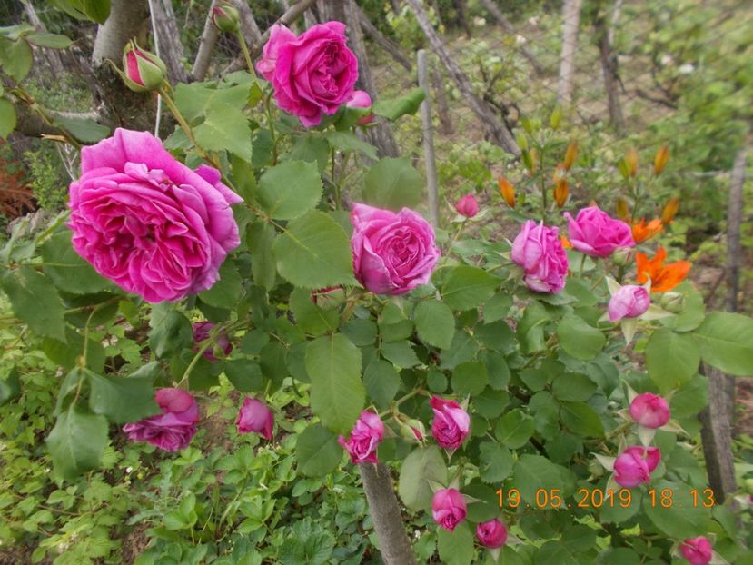  - Trandafiri 2019