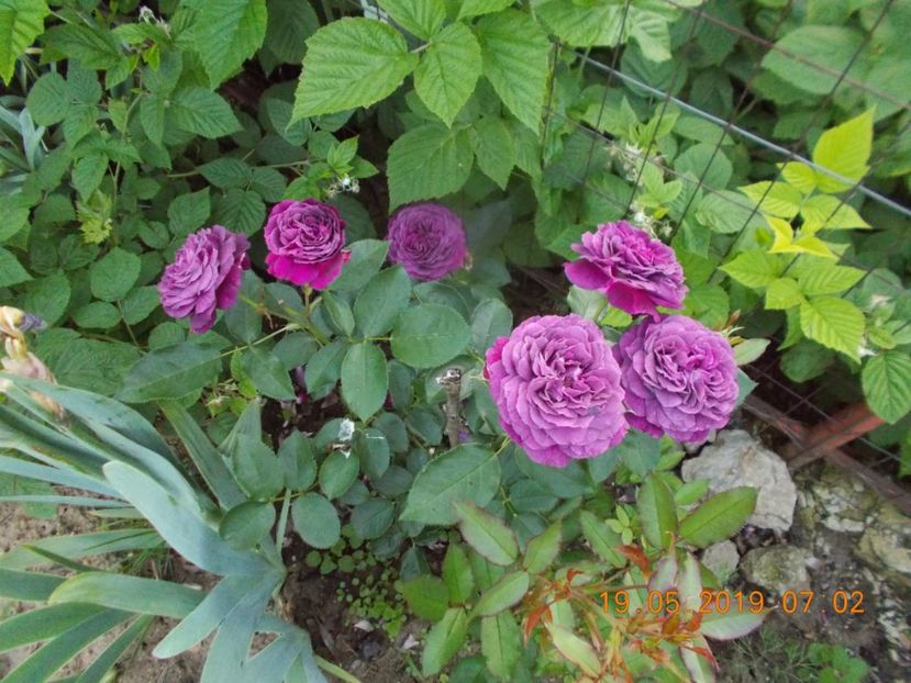  - Trandafiri 2019
