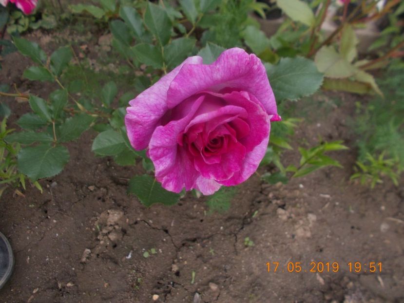  - Trandafiri 2019
