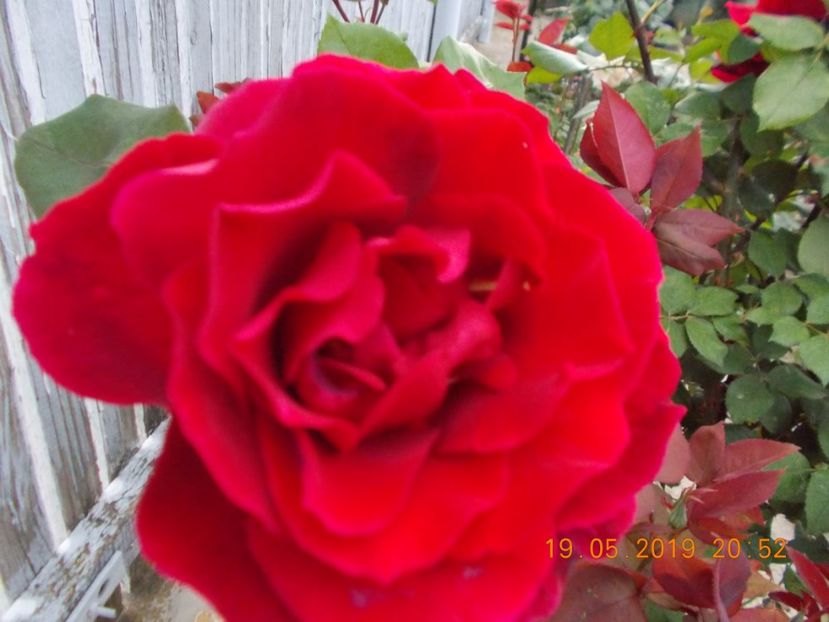  - Trandafiri 2019