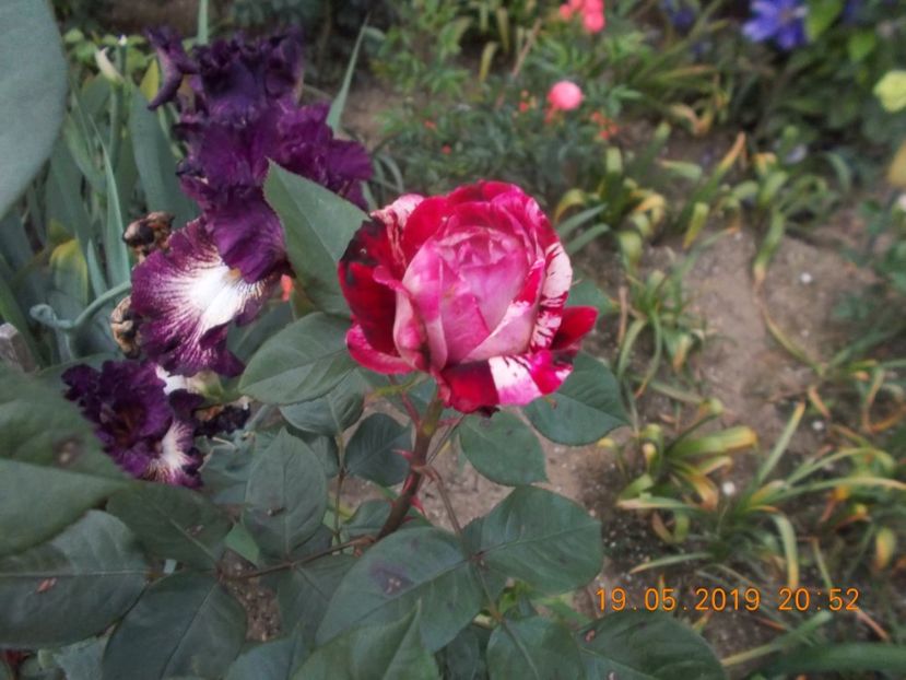  - Trandafiri 2019