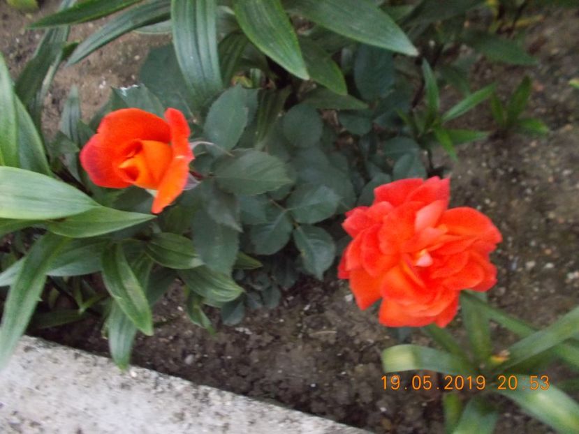  - Trandafiri 2019