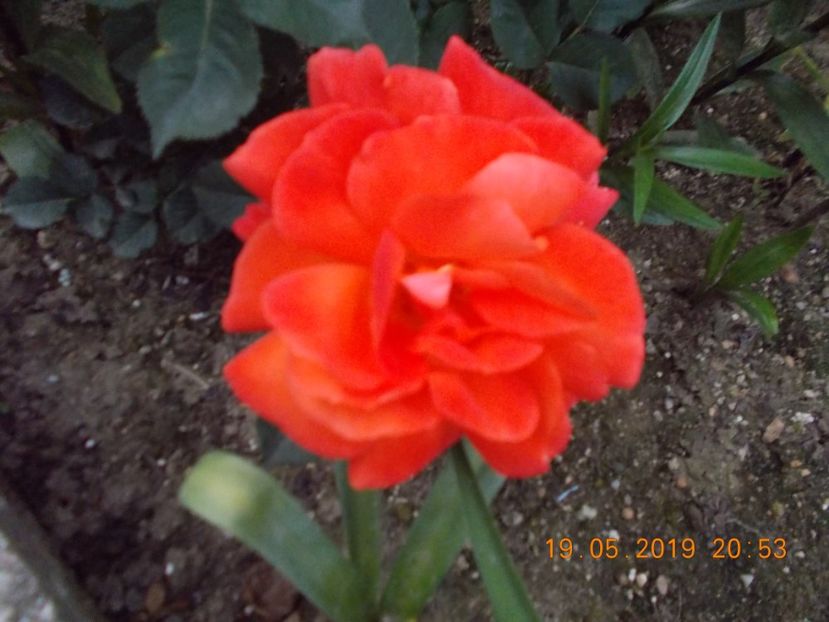  - Trandafiri 2019