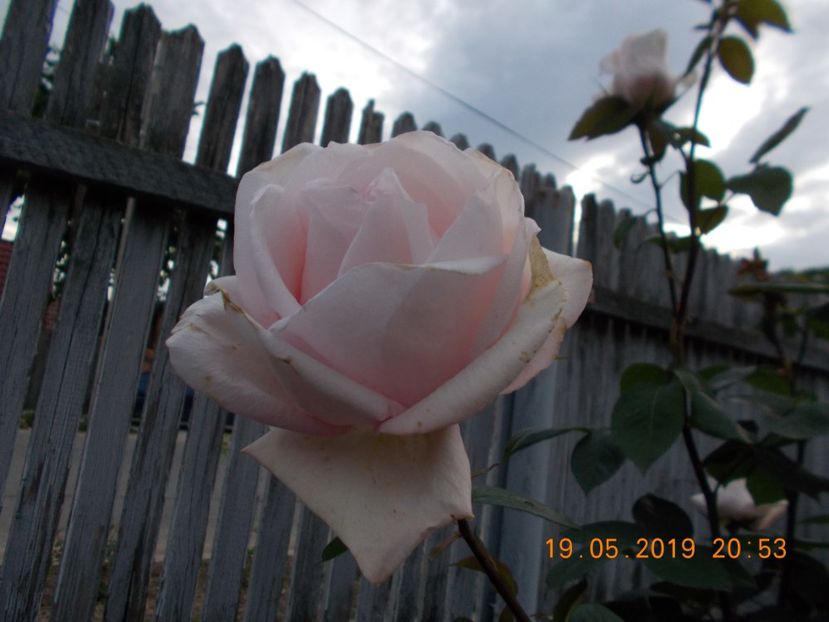  - Trandafiri 2019