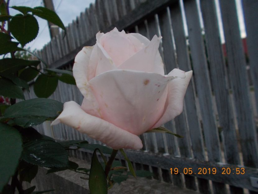  - Trandafiri 2019