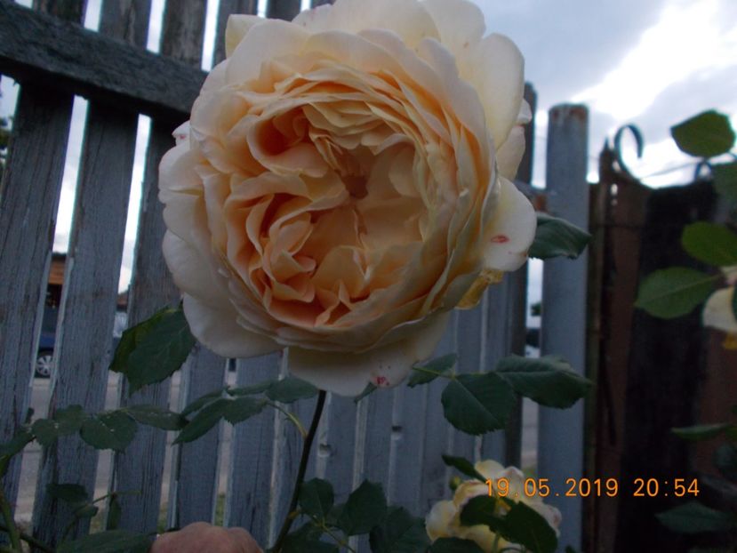  - Trandafiri 2019