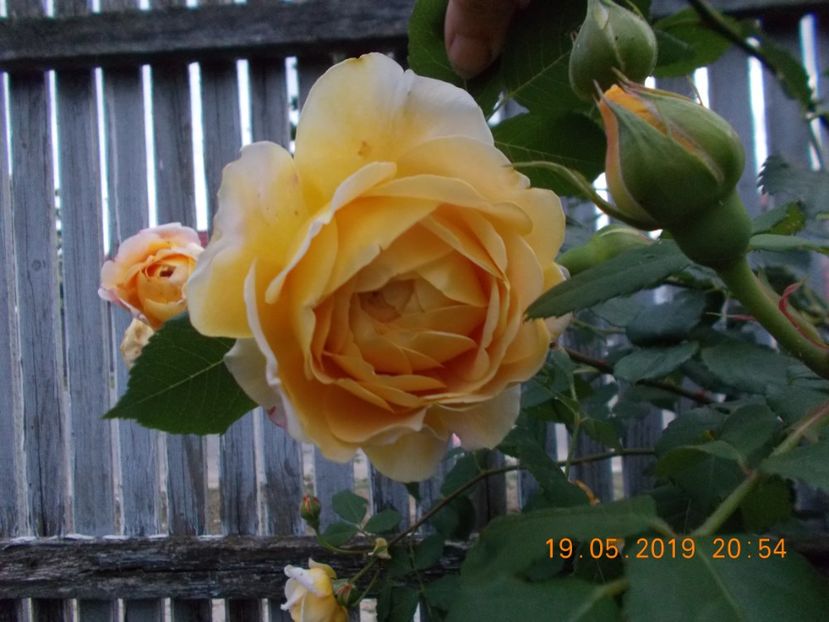  - Trandafiri 2019