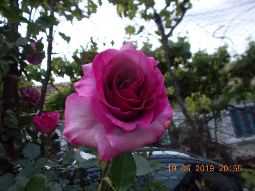  - Trandafiri 2019