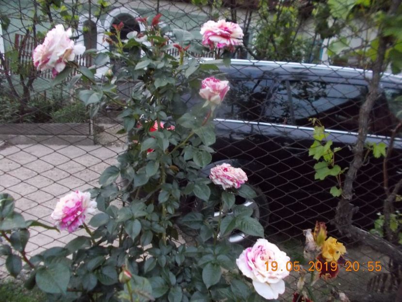  - Trandafiri 2019