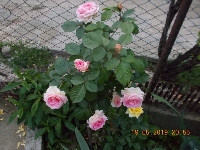  - Trandafiri 2019