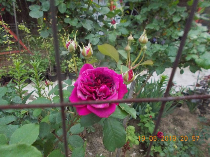  - Trandafiri 2019