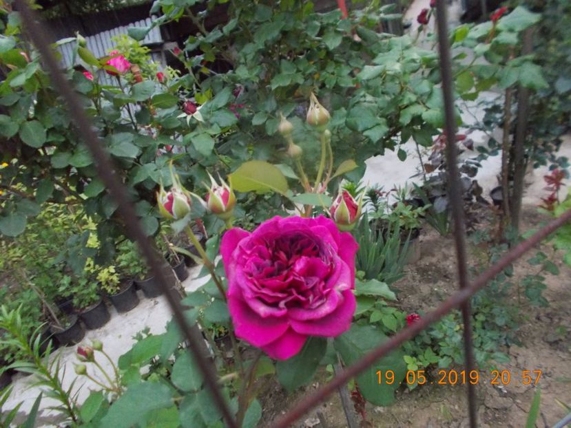  - Trandafiri 2019