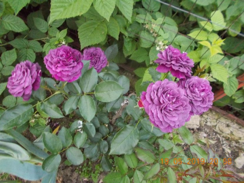  - Trandafiri 2019