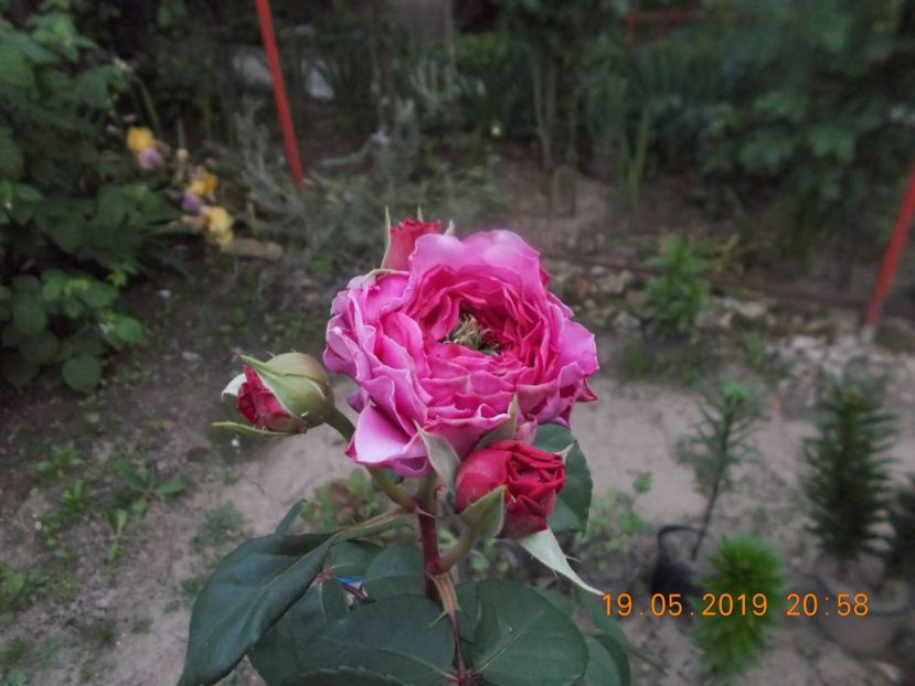  - Trandafiri 2019