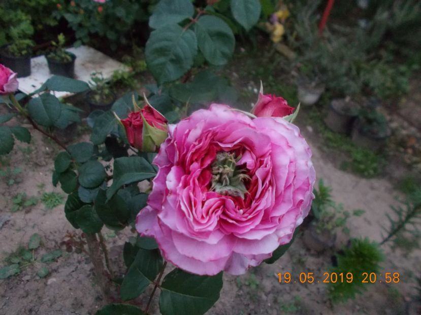  - Trandafiri 2019