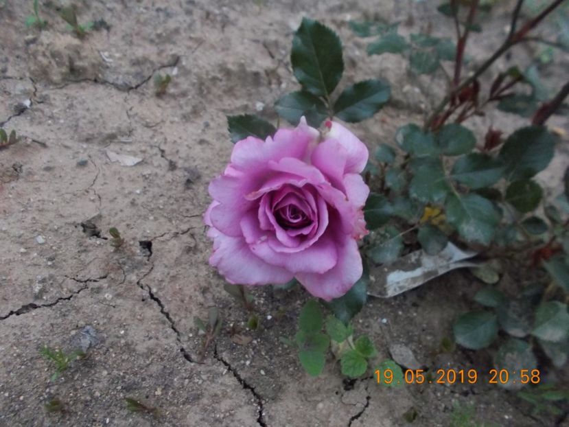  - Trandafiri 2019