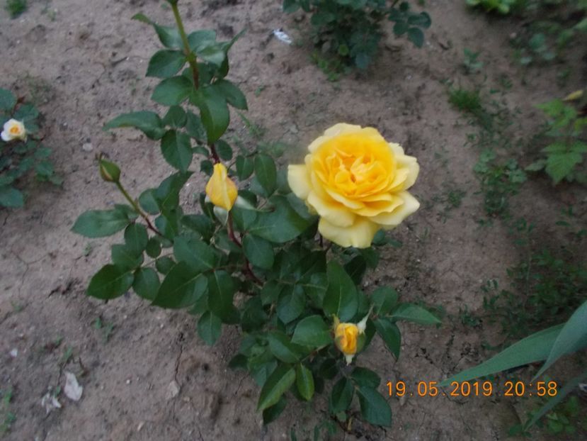  - Trandafiri 2019