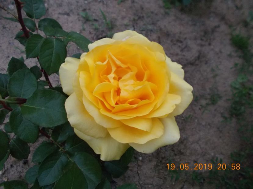  - Trandafiri 2019