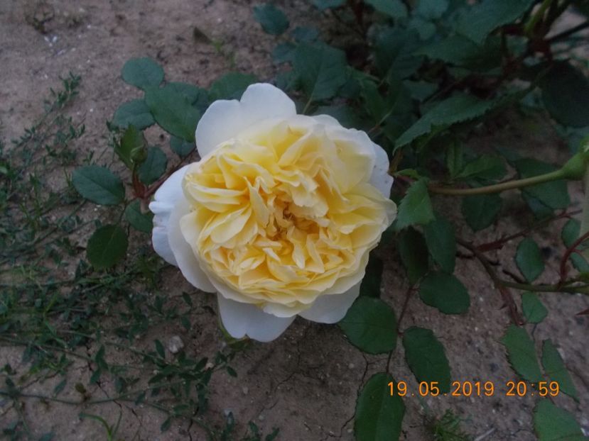  - Trandafiri 2019