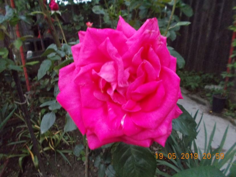  - Trandafiri 2019