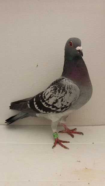 F 2018 2c vanduta - De! voiajori vanduti