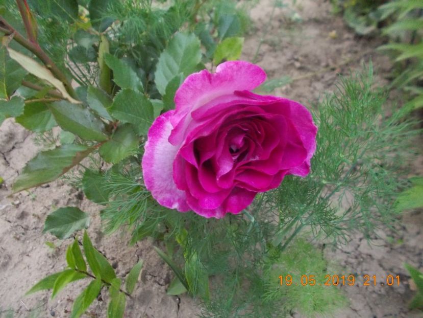  - Trandafiri 2019