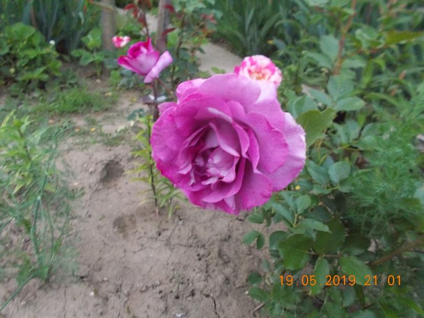  - Trandafiri 2019