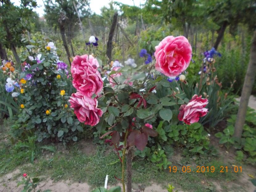  - Trandafiri 2019