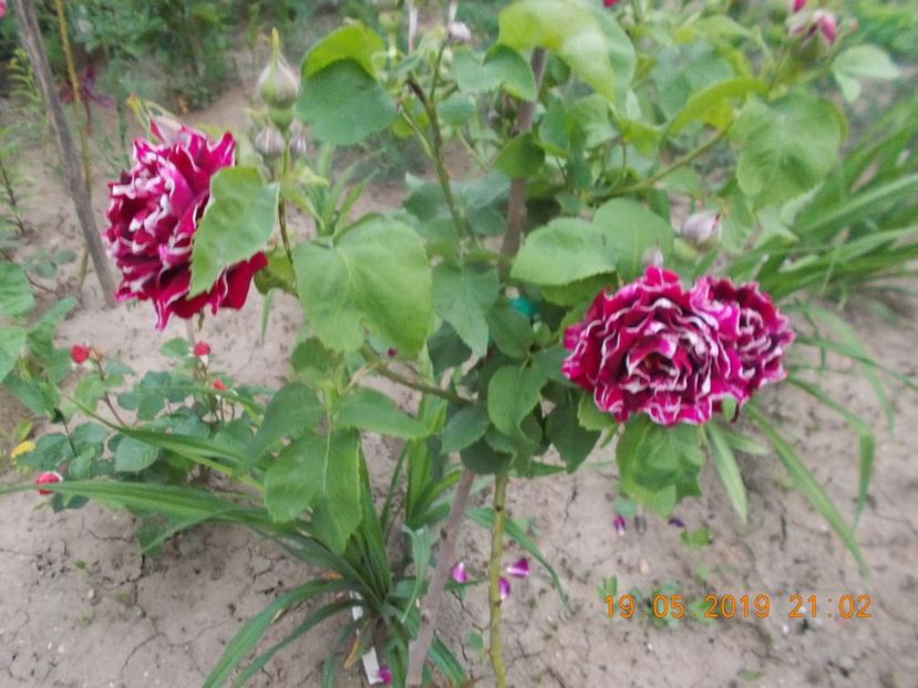  - Trandafiri 2019