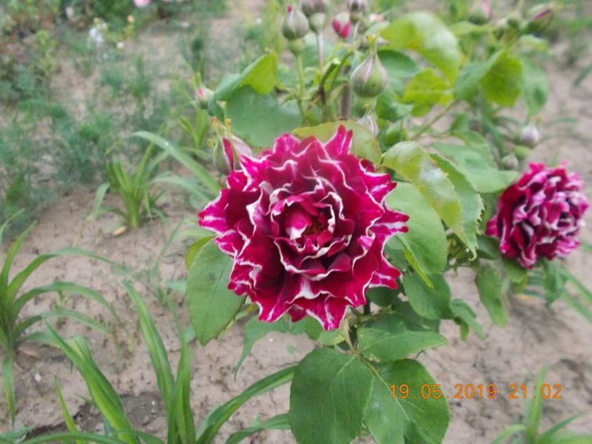  - Trandafiri 2019