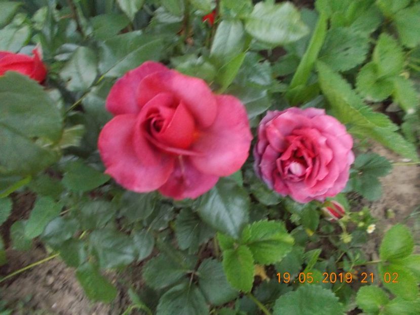  - Trandafiri 2019