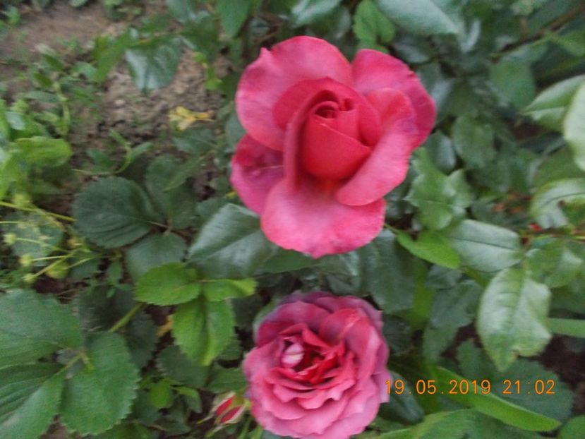  - Trandafiri 2019