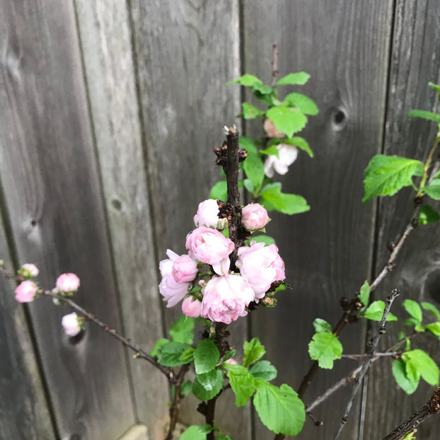  - Jurnalul gradinii 2019