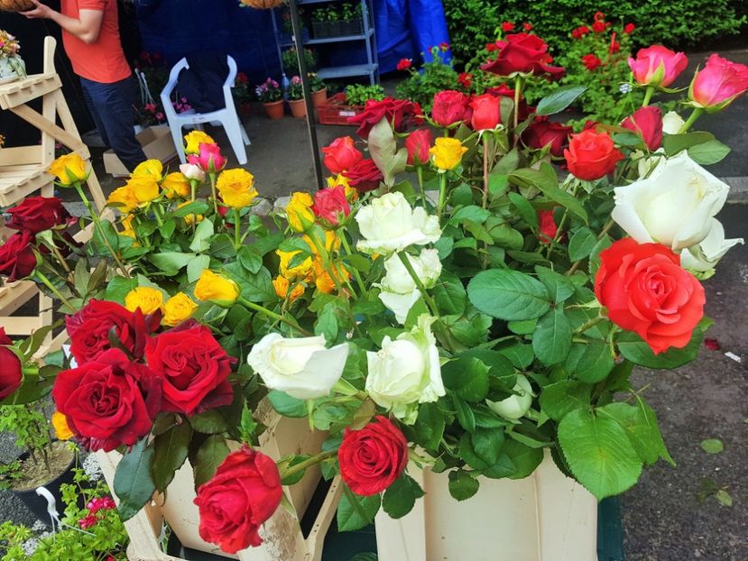 20190518_120928 (2) - v TARGUL DE FLORI de la FACULTATEA DE AGRICULTURA 17 19 MAI 2010